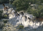 See Swasey Mountain Wild Horses, Utah
