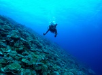 Dive Swains Island, Tokelau Islands