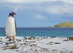 Birdwatching at Bertha's Beach, East Falkland, Falkland Islands