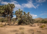 Visit Black Rock Picnic Area, Joshua Tree National Park