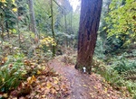 Explore Shoreview Park (Boeing Creek), Shoreline, Washington