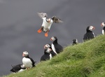 Go on Ingólfshöfði Puffin Tour, Ingólfshöfði, Iceland