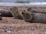 Explore Blakeney National Nature Reserve, Norfolk, England
