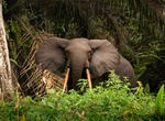 Explore Loango National Park, Gabon