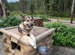 Visit Denali Sled Dog Kennels, Denali National Park and Preserve, Alaska
