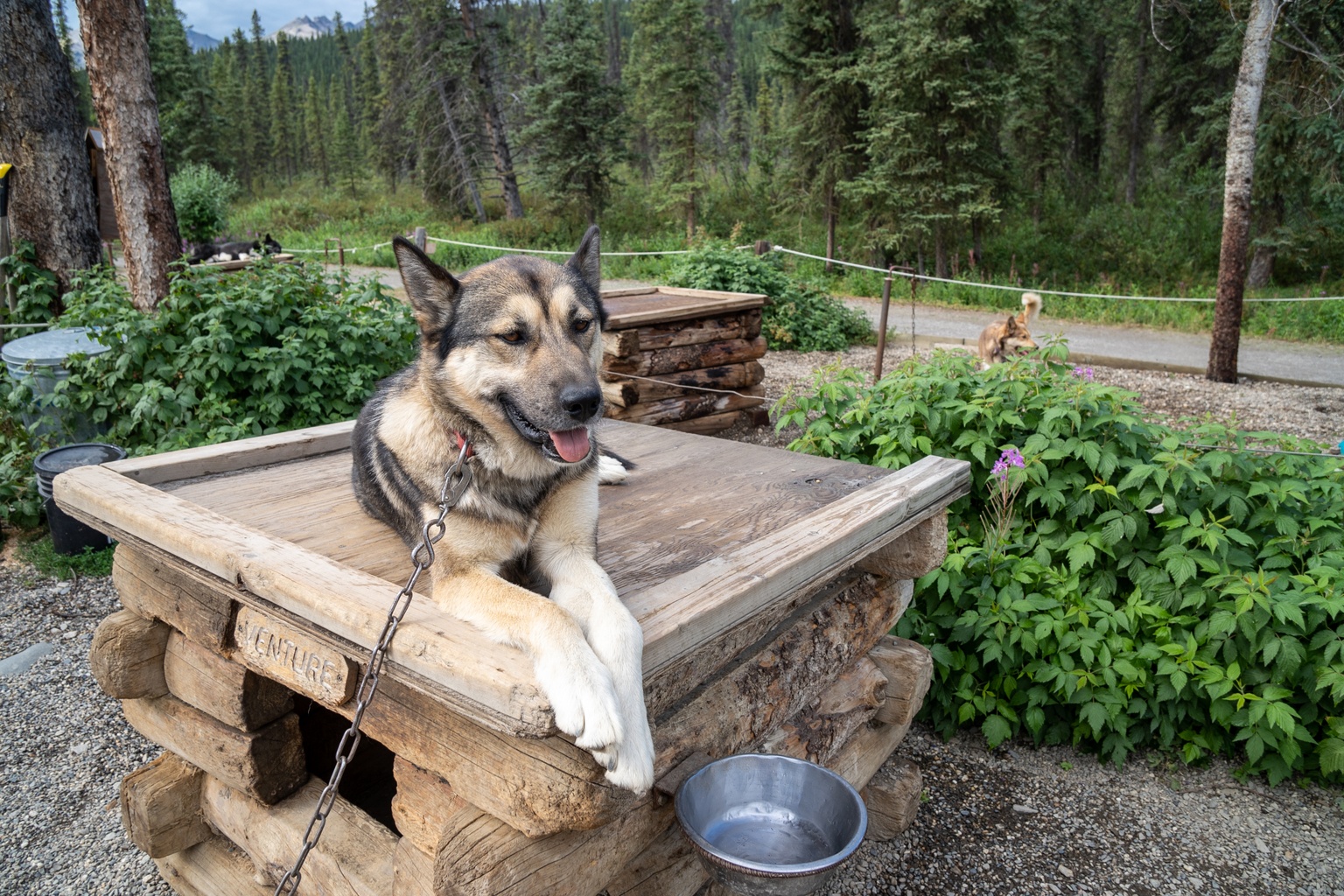 Denali Sled Dog Kennels