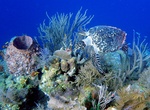 Dive Turtle Ridge (Blackbird Caye), Turneffe Atoll, Belize