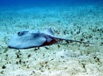 Dive Majestic Alley (Blackbird Caye), Turneffe Atoll, Belize