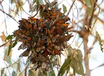 Visit Monarch Butterfly Grove, Pismo Beach, California