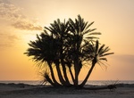 Visit Al Khraij Beach (Palm Tree Beach), Umm Bab, Qatar
