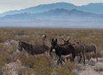 See Beatty's Wild Burros, Beatty, Nevada