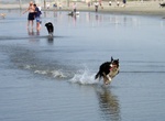 Bring Pups to Coronado Dog Beach, Coronado, California