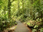 Hike Wonga Walk, Dorrigo National Park, NSW, Australia