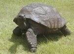 Meet Jonathan the Tortoise, Plantation House, Saint Helena Island