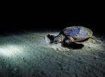 See Loggerhead Sea Turtles on Masirah Island, Oman