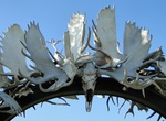 Visit Moose Antler Arch (Interior Alaska Antler Arch), Fairbanks, Alaska