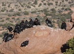 Visit Condor Viewing Site, Vermilion Cliffs National Monument, Arizona