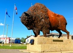See Canada's Largest Bison Statue, Wainwright, Alberta, Canada