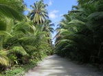 Drive through Air Force Road Coconut Plantations, Cocos Islands (Keeling)