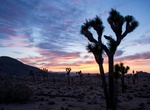 Explore Joshua Tree National Park, California