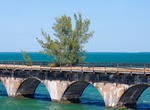 See Fred the Tree & Donna the Bush, Old Seven Mile Bridge, Florida