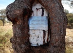 See Len Beadell's Trees, Gunbarrel Highway, Western Australia
