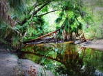 Explore Alafia River State Park, Hillsborough County, Florida