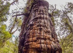 See Alerce Milenario (Great-Grandfather), Alerce Costero National Park, Chile