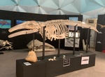 Visit Whale Museum (Museo de La Ballena), La Paz, Baja California Sur, Mexico