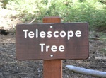 See The Telescope Tree, Mariposa Grove, Yosemite National Park, California