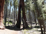 See The Clothespin Tree, Mariposa Grove, Yosemite National Park, California