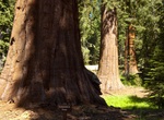 See The Columbia Tree, Mariposa Grove, Yosemite National Park, California