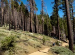 Hike Mariposa Grove Trail to Wawona Point, Mariposa Grove Trail