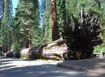 See Fallen Monarch (Mariposa Grove), Yosemite National Park, California