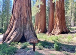 See The Bachelor and Three Graces, Mariposa Grove, Yosemite National Park, California