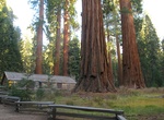See General Grant & General Sheridan Trees, Mariposa Grove, Yosemite National Park, California