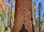 See The Faithful Couple, Mariposa Grove, Yosemite National Park, California