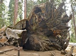See Wawona Tunnel Tree (Fallen Tunnel Tree), Mariposa Grove, Yosemite National Park, California