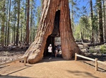 See The California Tunnel Tree, Mariposa Grove, Yosemite National Park, California