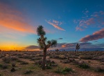 Explore Mojave Desert