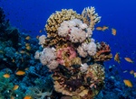 Dive Gordon Reef, Strait of Tiran, Egypt