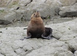 See Kaikoura Peninsula Seal Colony, Kaikoura, New Zealand