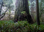 See Del Norte Titan, Jedediah Smith Redwoods State Park, California