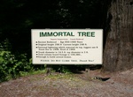 See Immortal Tree, Humboldt Redwoods State Park, California