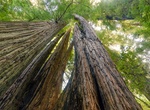 Hike Tall Trees Grove Trail, Redwood National Park, California