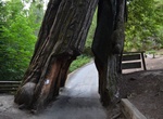 Visit Shrine Drive-Thru Tree, Myers Flat, California