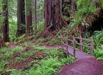 Hike Trillium Falls Trail, Redwood National Park, California