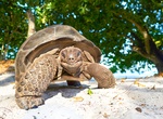 See La Digue's Giant Tortoises, La Digue, Seychelles