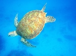 Dive or Snorkel Lady Elliot Island Reef, Great Barrier Reef, Australia