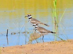 Explore Cokeville Meadows National Wildlife Refuge, Wyoming